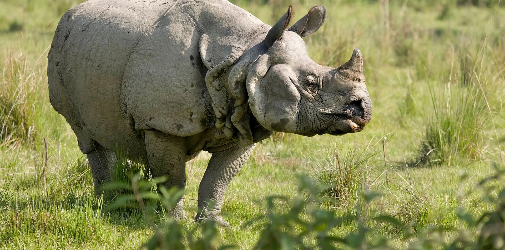 An Indian rhinoceros in tall grassland