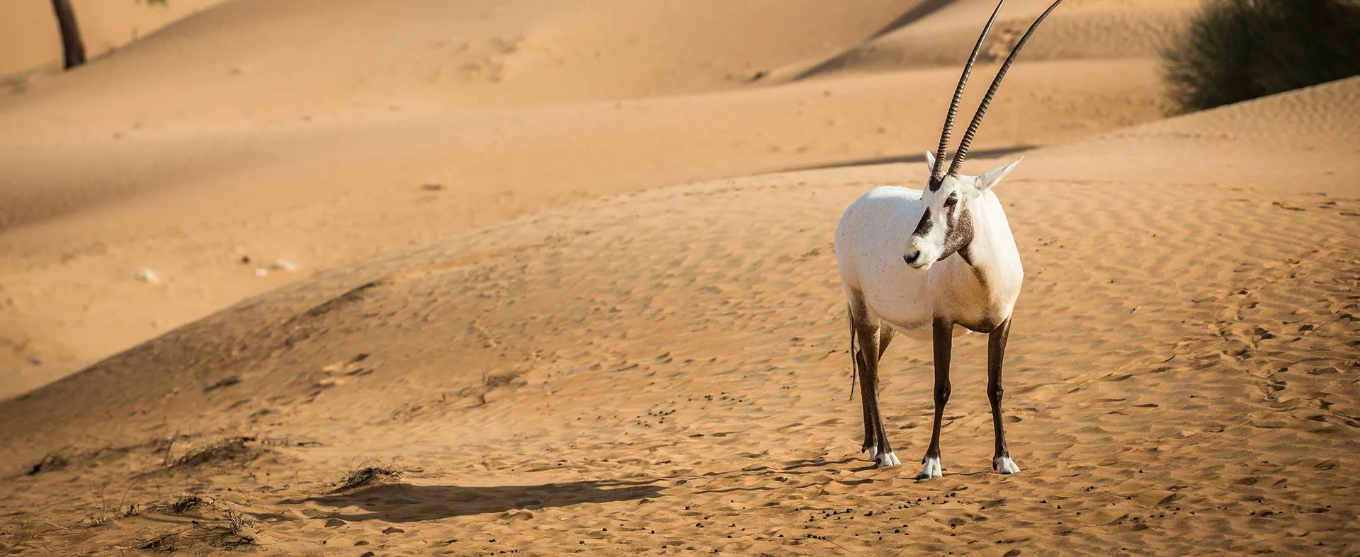 A herd of oryx crossing desert dunes