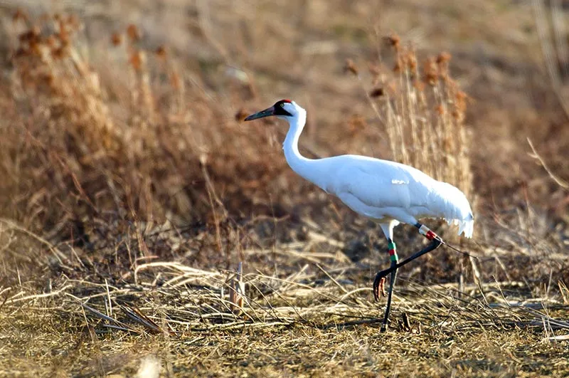 Conservation practitioners releasing an animal into the wild