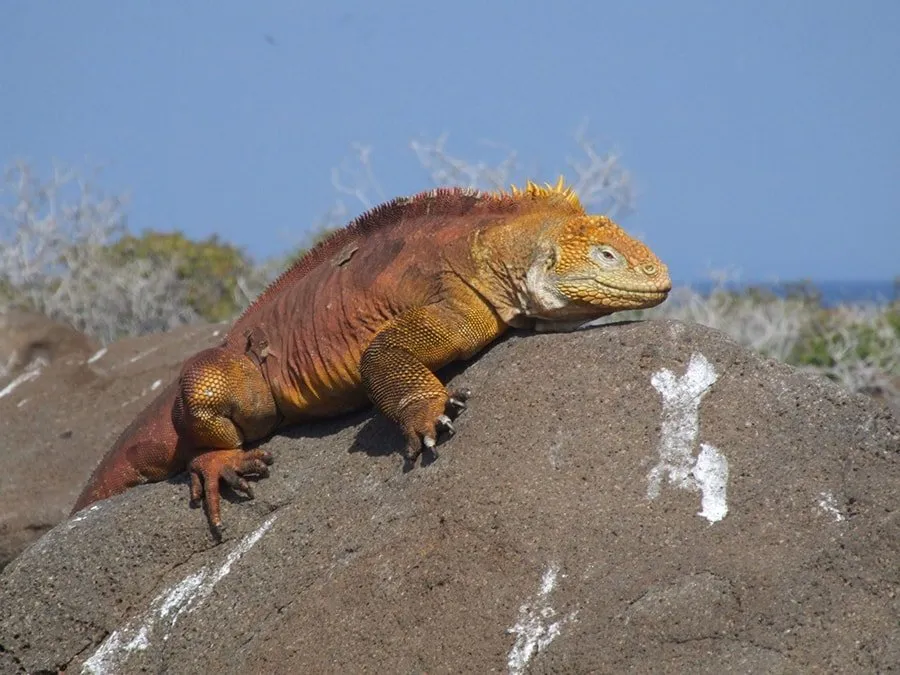 A Galápagos land iguana on volcanic rock